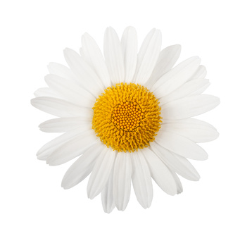 Pessary In & Fresh as a Daisy Pessary In & Fresh as a Daisy